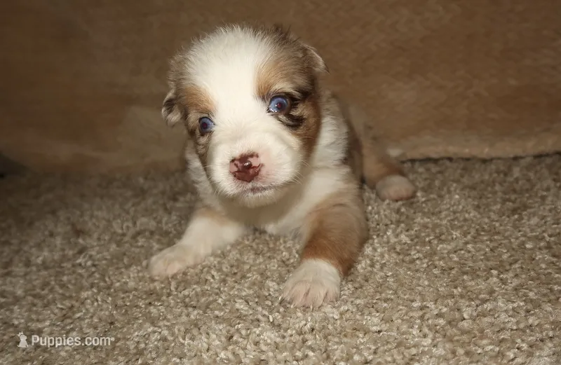 Amora – Australian Shepherd puppy for sale in Madera, CA