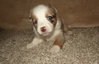 Amora, a female Australian Shepherd for sale in Madera, CA – 1 of 4
