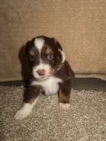 Mochi, a male Australian Shepherd for sale in Madera, CA – 2 of 4