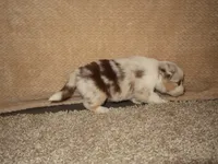 Solene, a female Australian Shepherd for sale in Madera, CA – 4 of 4