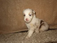 Solene, a female Australian Shepherd for sale in Madera, CA – 3 of 4