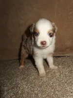 Mia, a female Australian Shepherd for sale in Madera, CA – 3 of 4