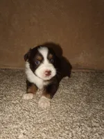 Jackson , a male Australian Shepherd for sale in Madera, CA – 2 of 4