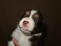 Ofelia, a female Australian Shepherd for sale in Madera, CA – 2 of 3