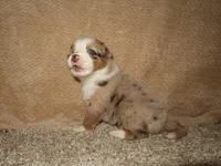 Amora, a female Australian Shepherd for sale in Madera, CA – 3 of 4