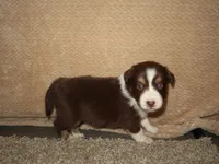 Ofelia, a female Australian Shepherd for sale in Madera, CA – 3 of 3