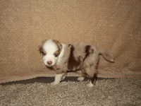 Mia, a female Australian Shepherd for sale in Madera, CA – 4 of 4