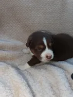 Louie, a male Australian Shepherd for sale in Madera, CA – Photo 2 of 2