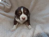Louie, a male Australian Shepherd for sale in Madera, CA – Photo 1 of 2