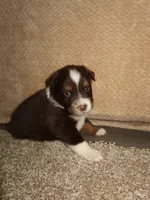 Mochi, a male Australian Shepherd for sale in Madera, CA – 3 of 4