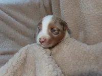 Star, a female Australian Shepherd for sale in Madera, CA – Photo 2 of 2