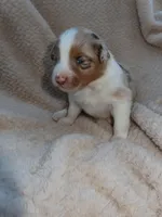 Star, a female Australian Shepherd for sale in Madera, CA – Photo 1 of 2