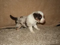 Sparrow, a male Australian Shepherd for sale in Madera, CA – 2 of 4