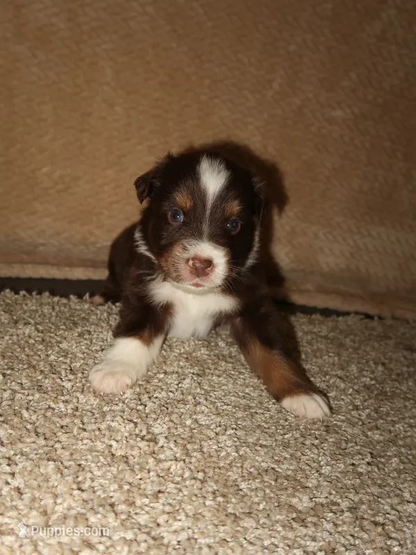 Mochi – Australian Shepherd puppy for sale in Madera, CA