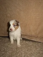 Sparrow, a male Australian Shepherd for sale in Madera, CA – 4 of 4