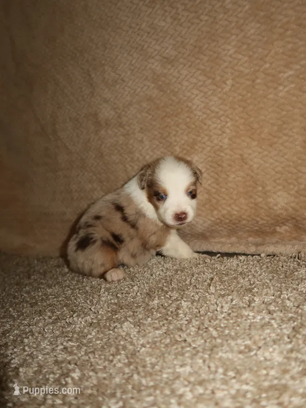Mia – Australian Shepherd puppy for sale in Madera, CA