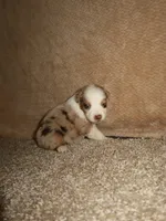 Mia, a female Australian Shepherd for sale in Madera, CA – 1 of 4
