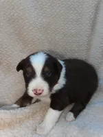 Shadow , a male Australian Shepherd for sale in Madera, CA – Photo 2 of 2