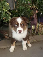 Shadow , a male Australian Shepherd for sale in Madera, CA – 4 of 9