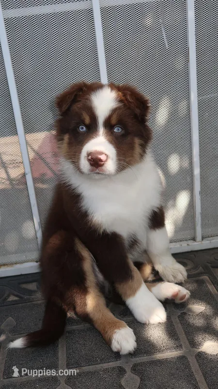 Shadow  – Australian Shepherd puppy for sale in Madera, CA