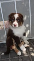 Shadow , a male Australian Shepherd for sale in Madera, CA – 3 of 9