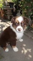 Shadow , a male Australian Shepherd for sale in Madera, CA – 2 of 9