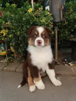 Shadow , a male Australian Shepherd for sale in Madera, CA – 9 of 9