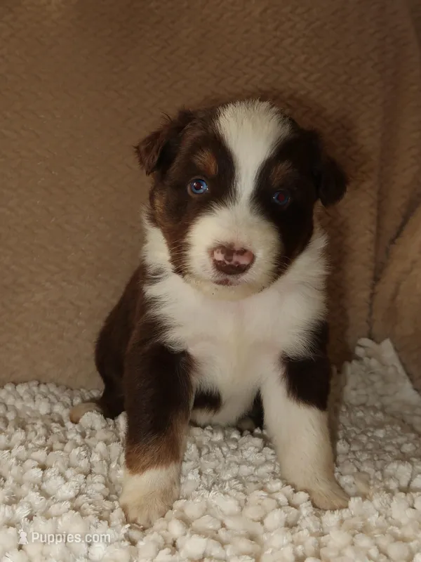 Shadow  – Australian Shepherd puppy for sale in Madera, CA