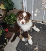 Shadow , a male Australian Shepherd for sale in Madera, CA – 5 of 9