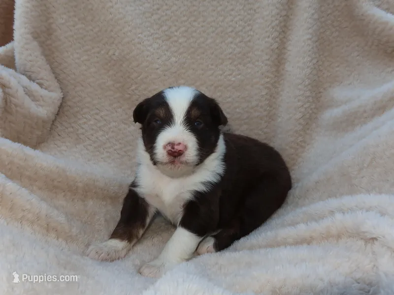 Shadow  – Australian Shepherd puppy for sale in Madera, CA
