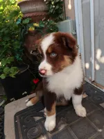 Shadow , a male Australian Shepherd for sale in Madera, CA – 8 of 9