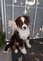 Shadow , a male Australian Shepherd for sale in Madera, CA – 6 of 9