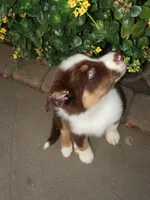 Shadow , a male Australian Shepherd for sale in Madera, CA – 7 of 9