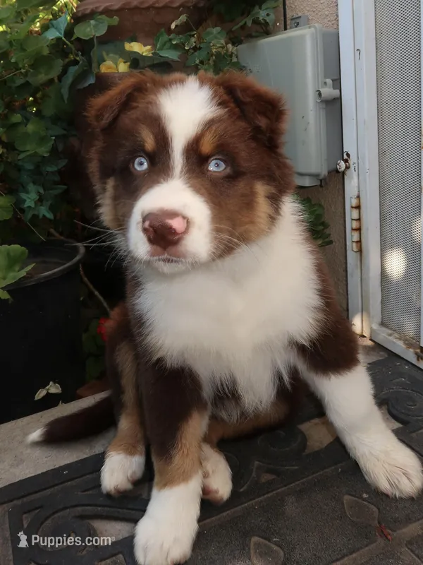 Shadow  – Australian Shepherd puppy for sale in Madera, CA