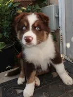 Shadow , a male Australian Shepherd for sale in Madera, CA – 1 of 9