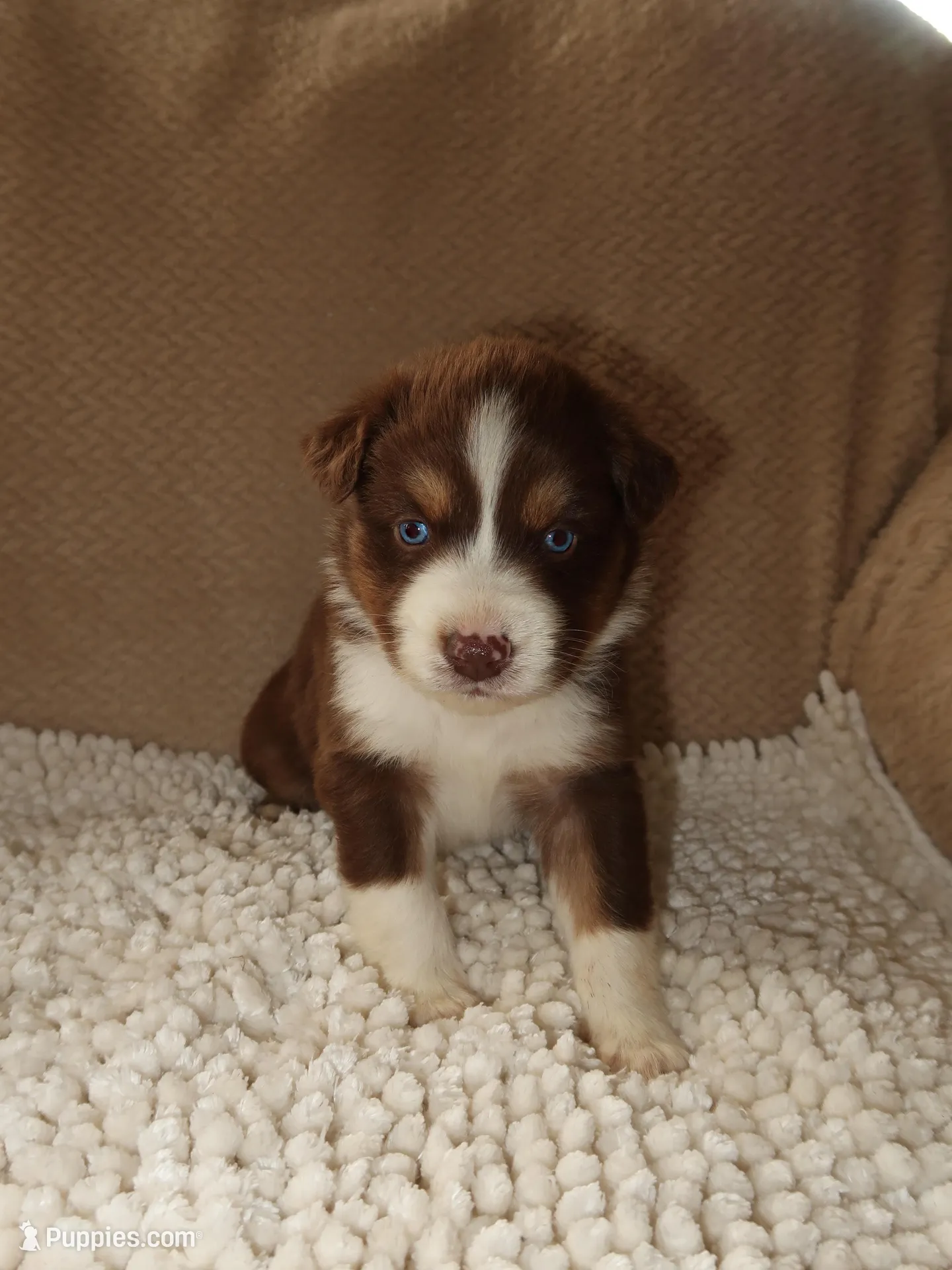 Louie – Australian Shepherd puppy for sale in Madera, CA