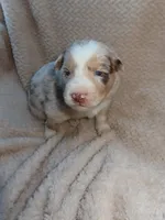 Blue, a male Australian Shepherd for sale in Madera, CA – Photo 2 of 2