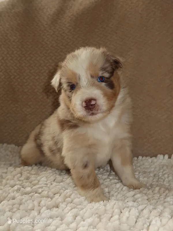 Blue – Australian Shepherd puppy for sale in Madera, CA