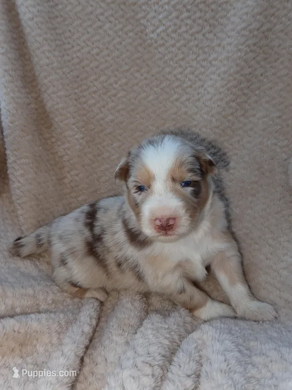 Blue – Australian Shepherd puppy for sale in Madera, CA