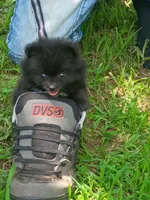 Belle , a female Pomeranian for sale in Waldron, AR – 1 of 1