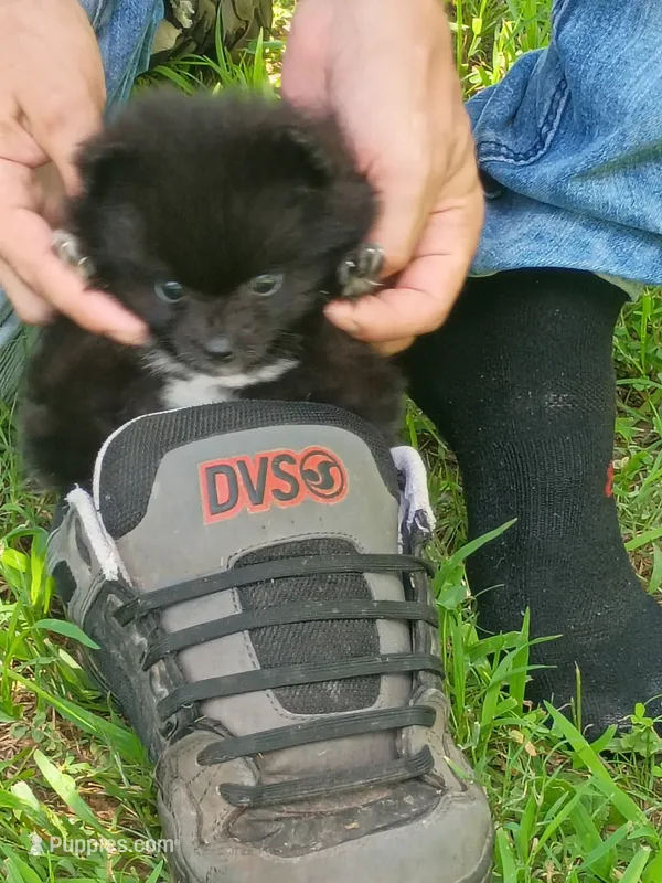 Axel  – Pomeranian puppy for sale in Waldron, AR
