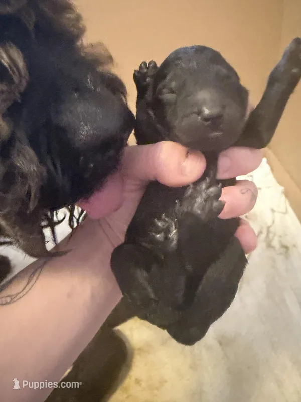 Purple girl  – Goldendoodle puppy for sale in Bowling Green, KY