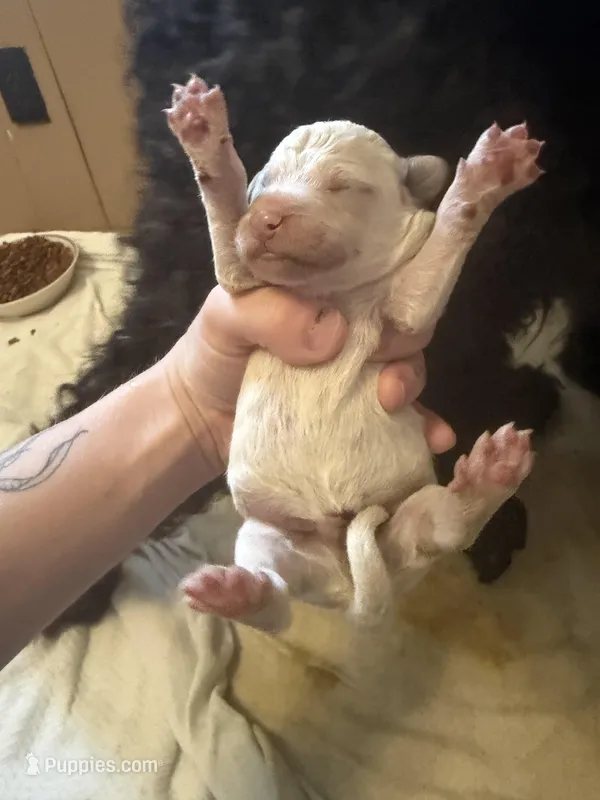 Yellow boy – Goldendoodle puppy for sale in Bowling Green, KY