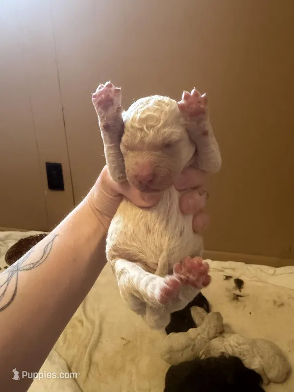 Red boy  – Goldendoodle puppy for sale in Bowling Green, KY