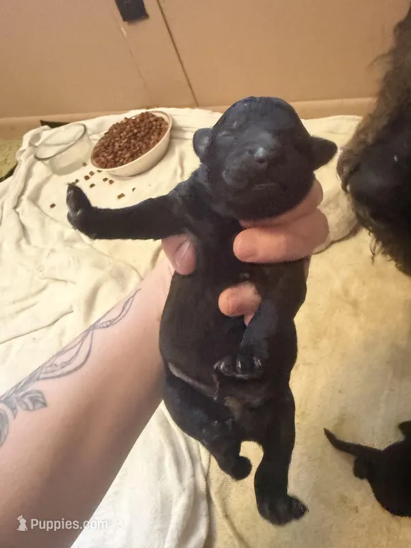 Pink girl  – Goldendoodle puppy for sale in Bowling Green, KY