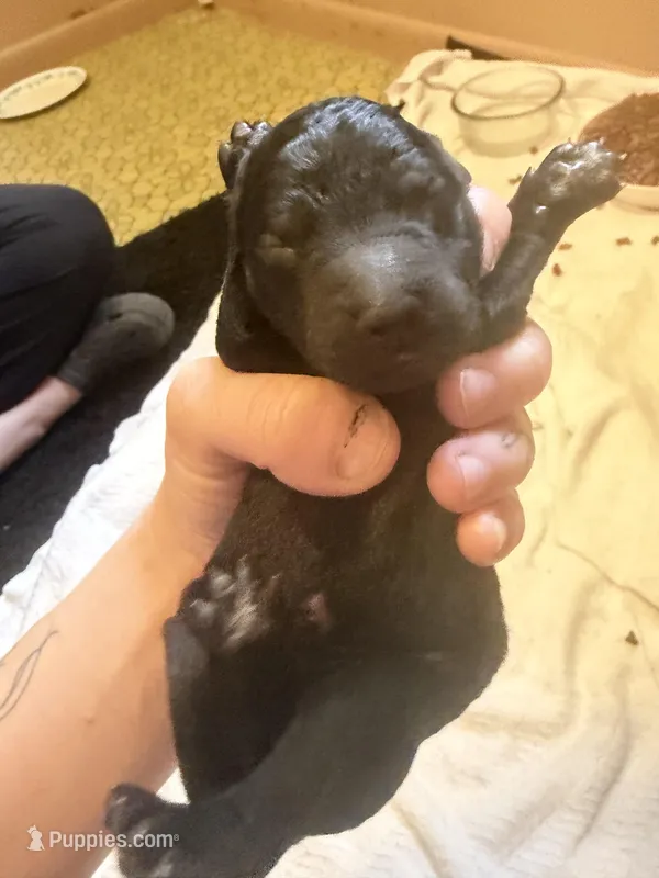 Orange girl  – Goldendoodle puppy for sale in Bowling Green, KY