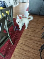 Ra, a male Poodle - Miniature  for sale in Irvine, CA – Photo 1 of 2