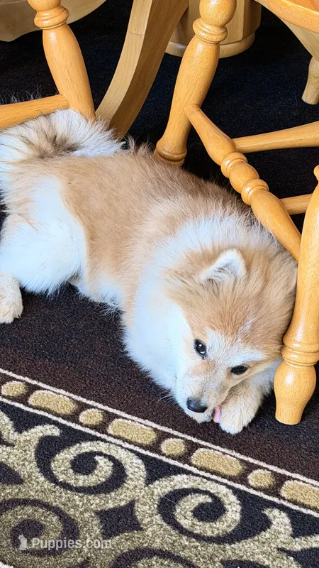 Hershey (needs home asap)  – Pomeranian puppy for sale in Westfield, MA