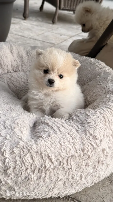 Snowflake – Pomeranian puppy for sale in Westfield, MA