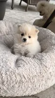 Snowflake, a female Pomeranian for sale in Westfield, MA – 1 of 4